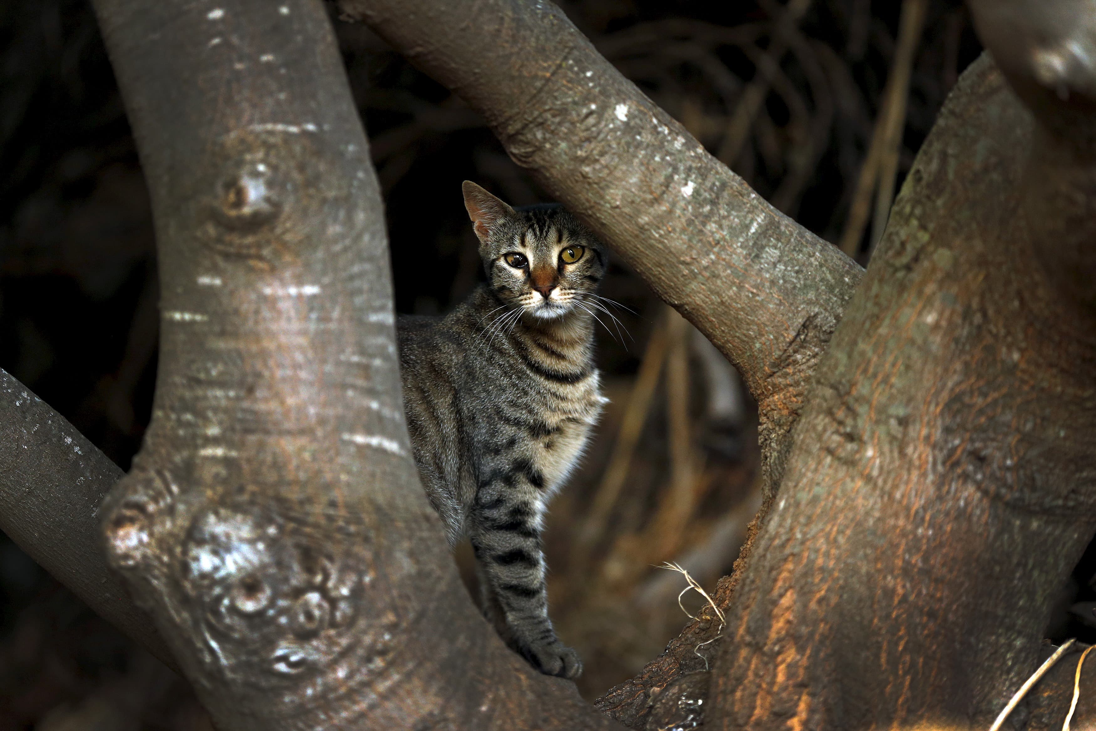 A feral cat waits for scraps near a restaurant in the village of Meyisti on the Island of Kastellorizo which is the most easterly of the islands in Greece.