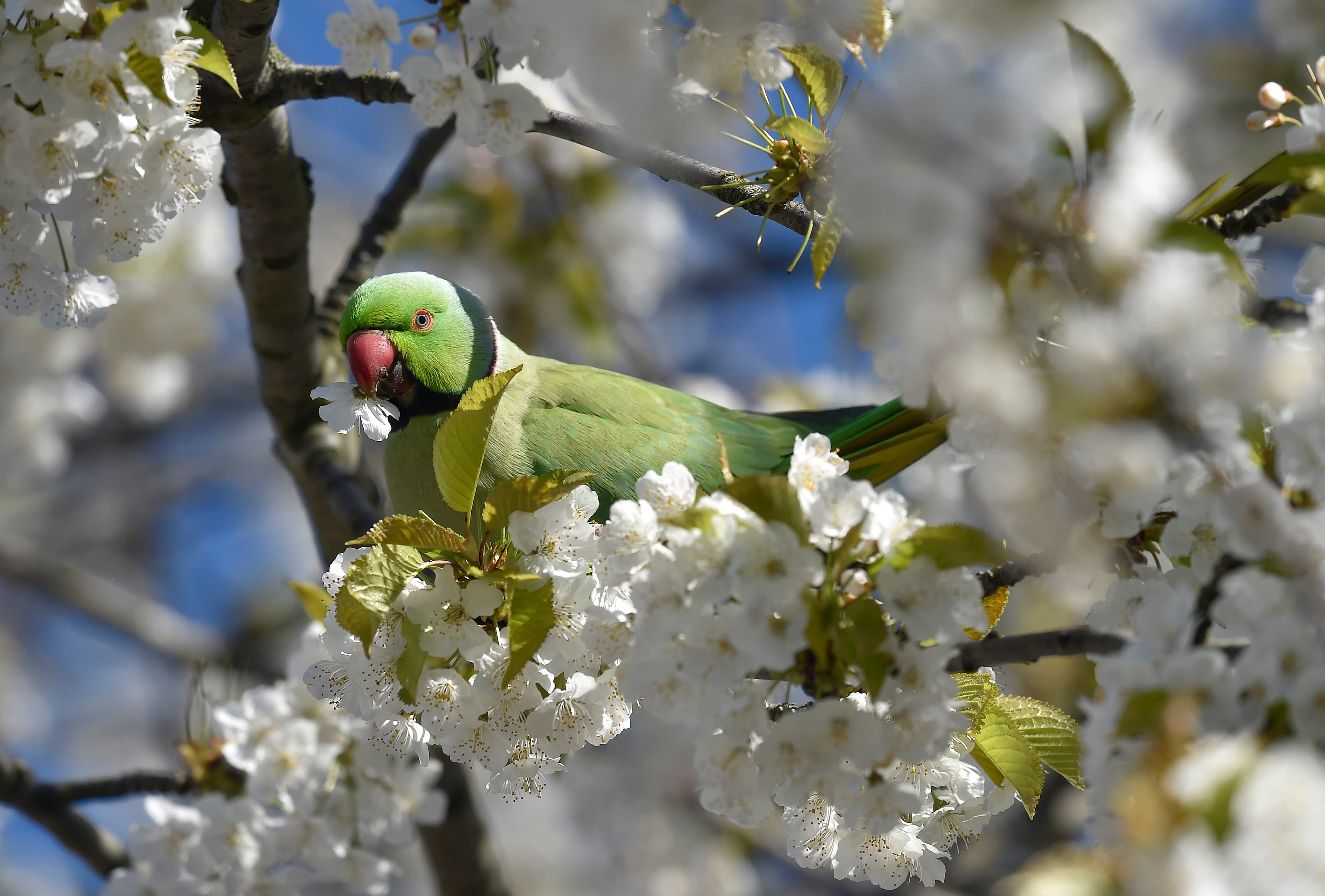 Parakeets in London