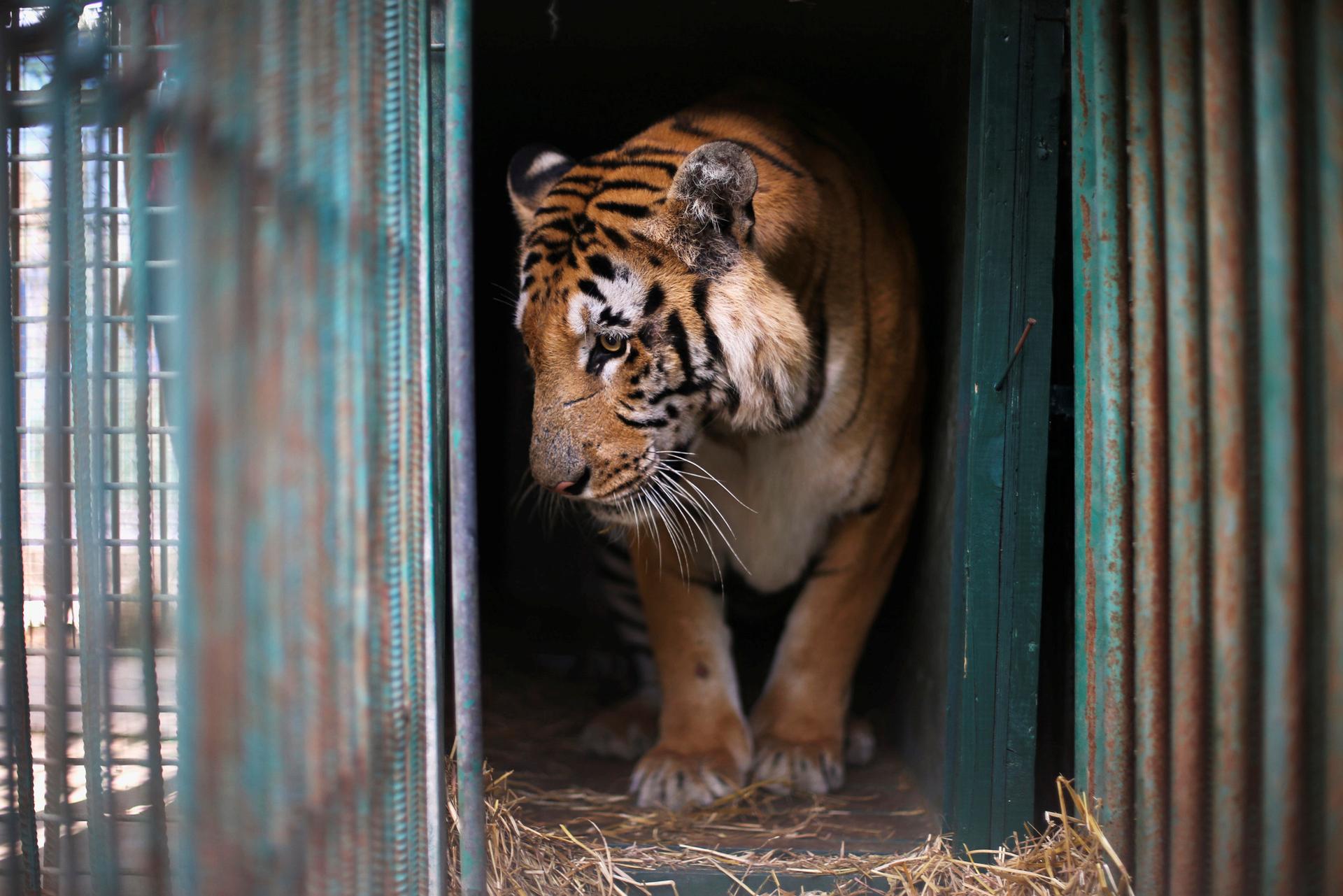 Animals org. Чунцин зоопарк. Тигр в клетку. Звери в зоопарке.