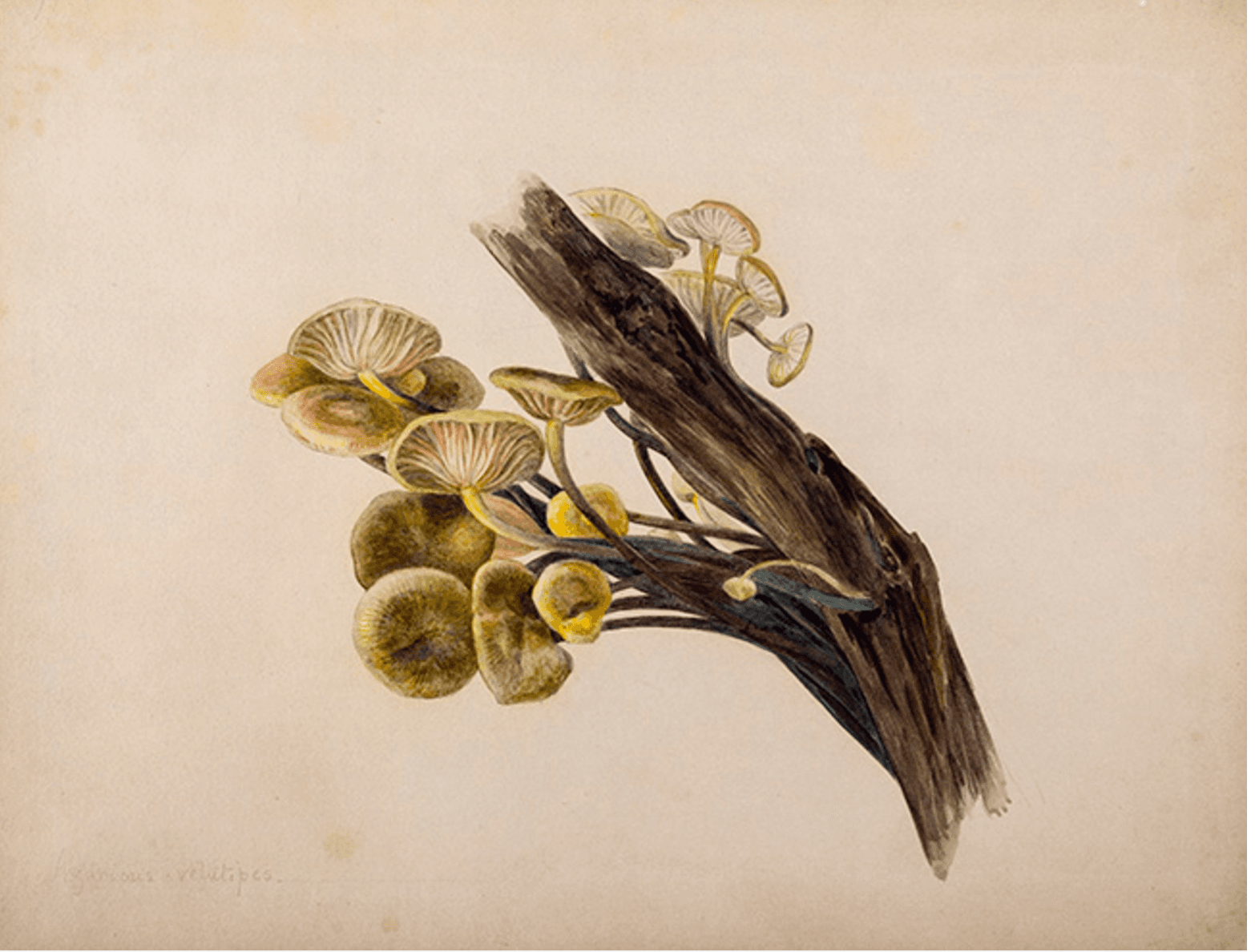 Beatrix Potter