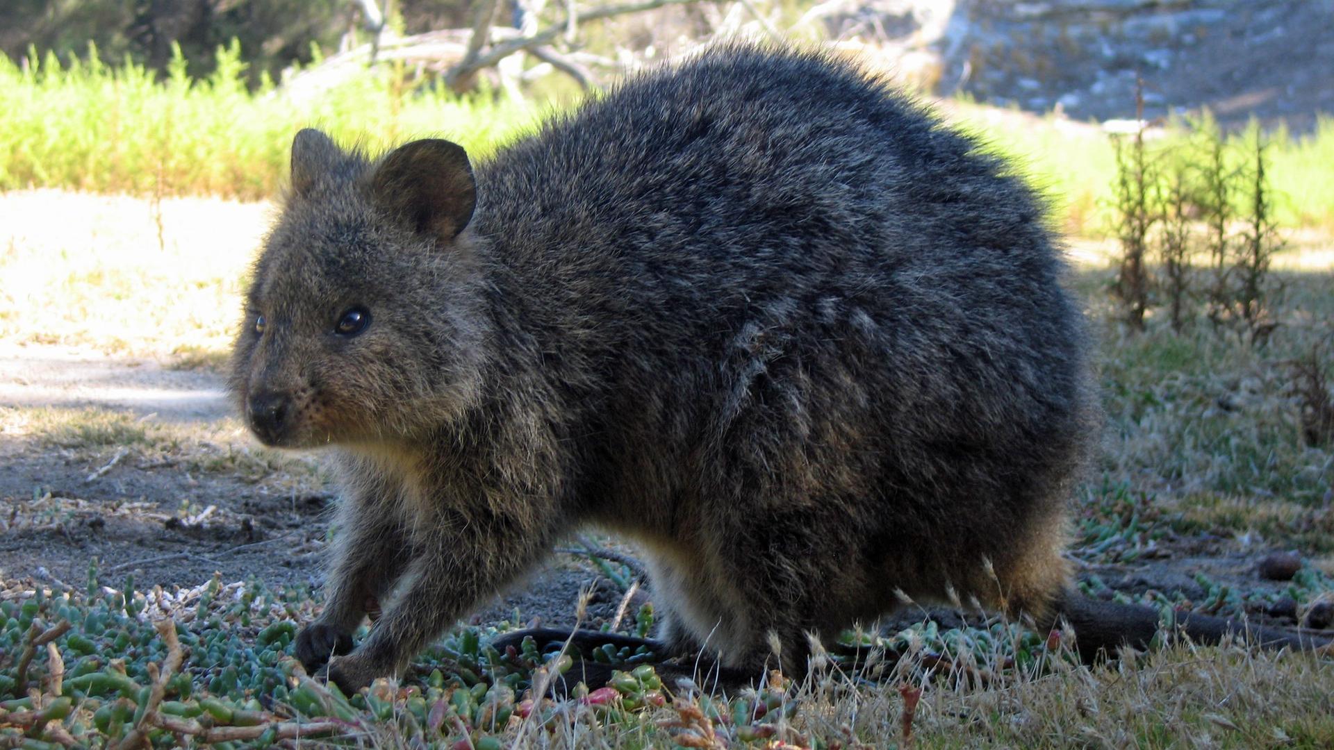 Quokka