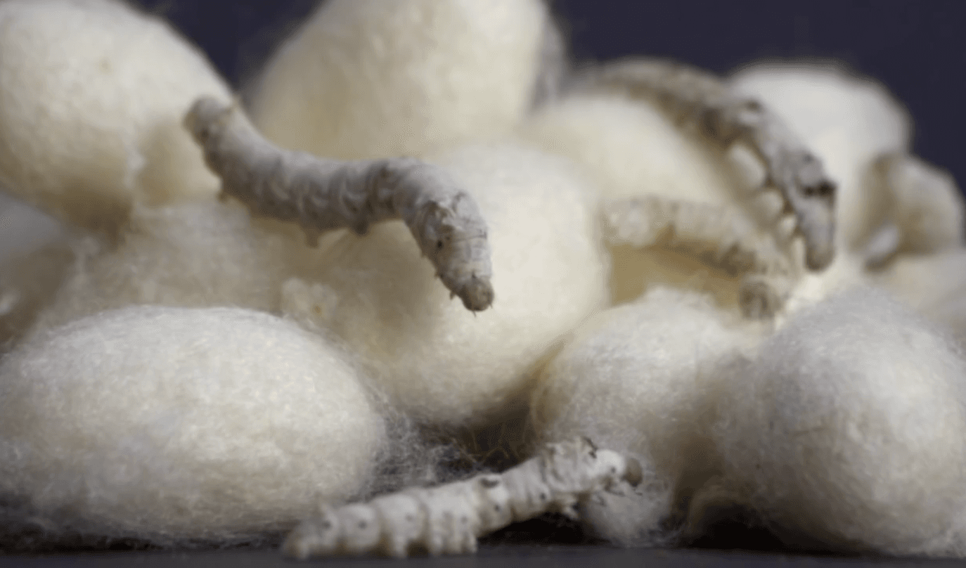 Silkworms close-up