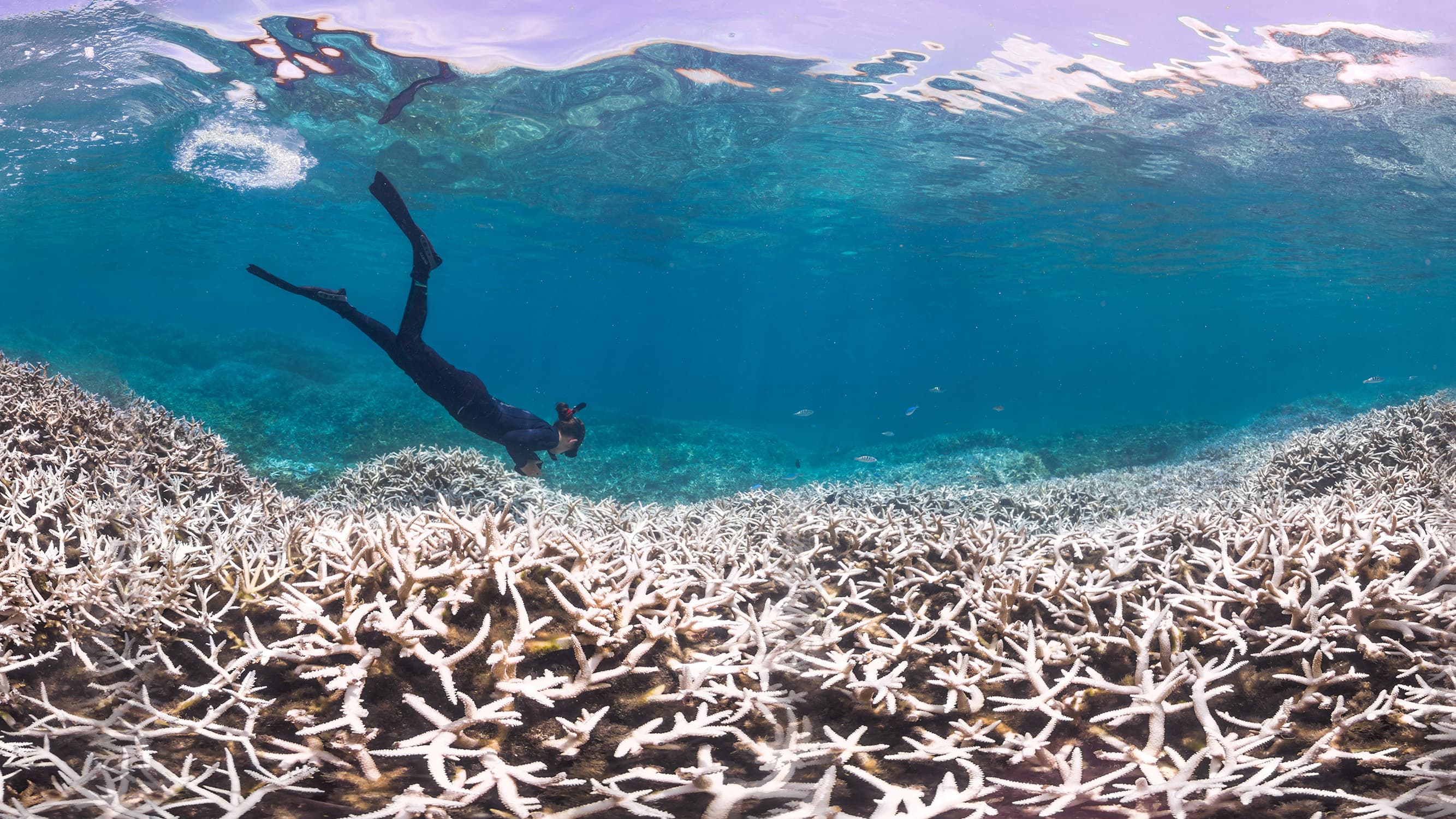 Marine biologist Alice Lawrence assesses coral bleaching at Airport Reef in American Samoa.
