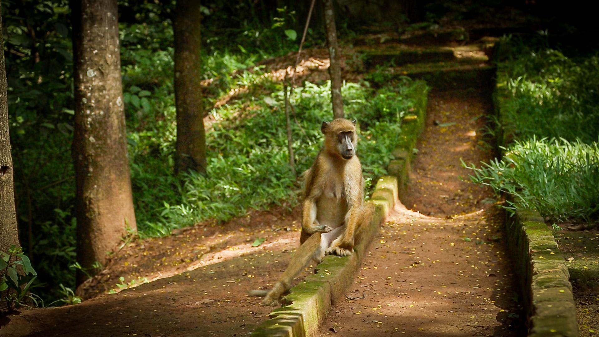 A baboon stakes out a walkway near the entrance of Tanzania's Udzungwa National Park. With human settlement at the base of the still wild Udzungwa Mountains growing fast, humans and wild animals are coming into ever more frequent contact, creating what on