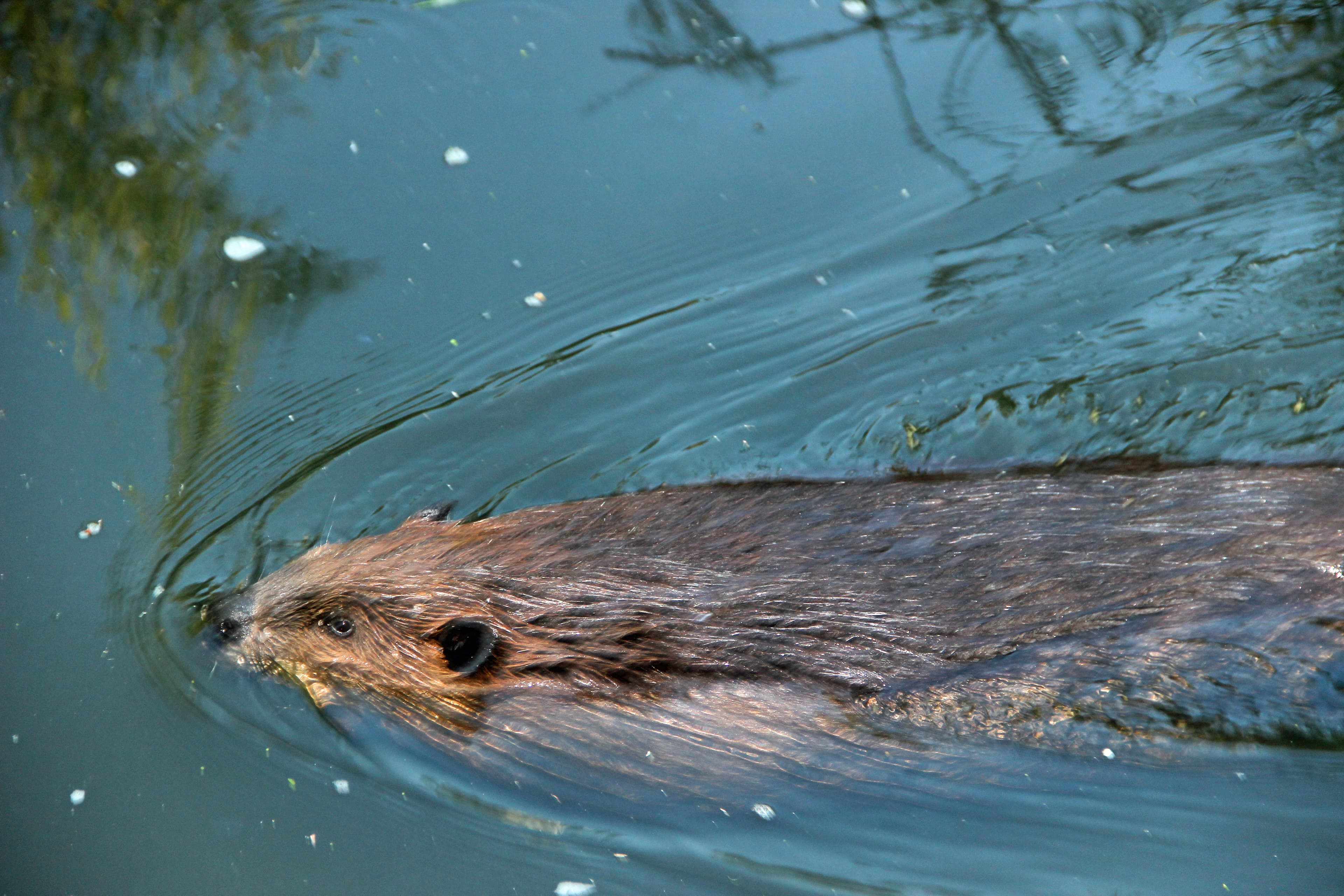 A beaver living in Vancouver's former Olympic Village