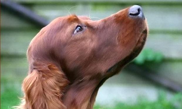Jagger, a three year old Irish setter, died shortly after competing at Britain's elite Crufts dog show.