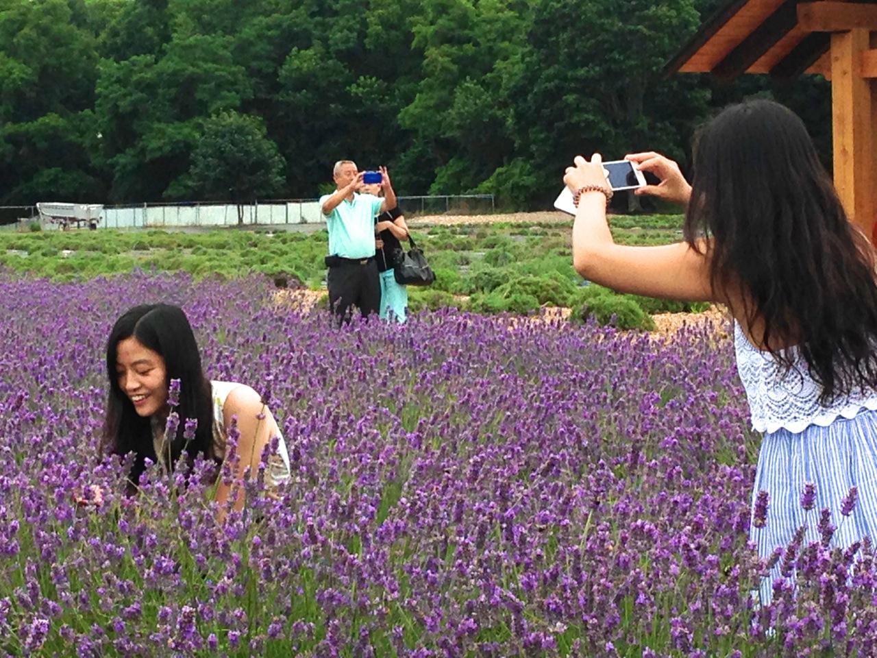 Asian tourists at Lavender by the Bay farm on Long Island