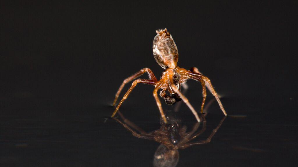 Spider uses abdomen as a sail