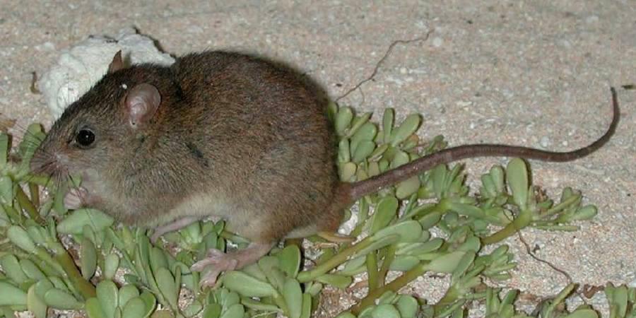 According to a study by Australian scientists, the Bramble Cay melomys, an Australian Great Barrier Reef rodent, is extinct due to climate change.