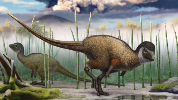 An artist's impression of feathered dinosaurs