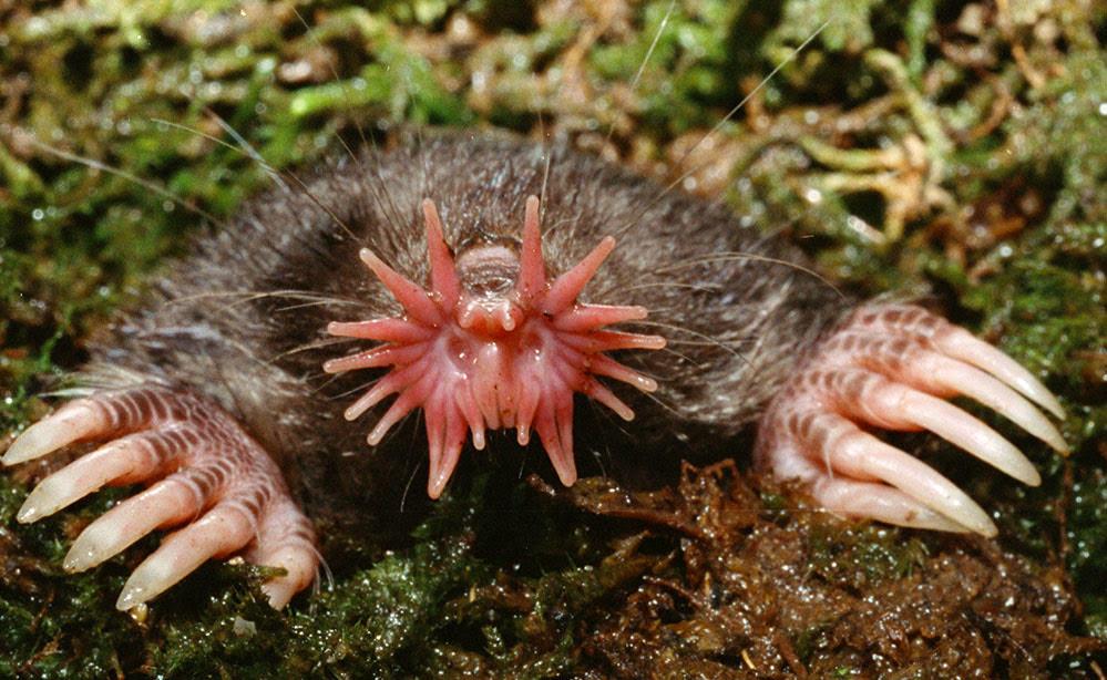 Star-Nosed mole