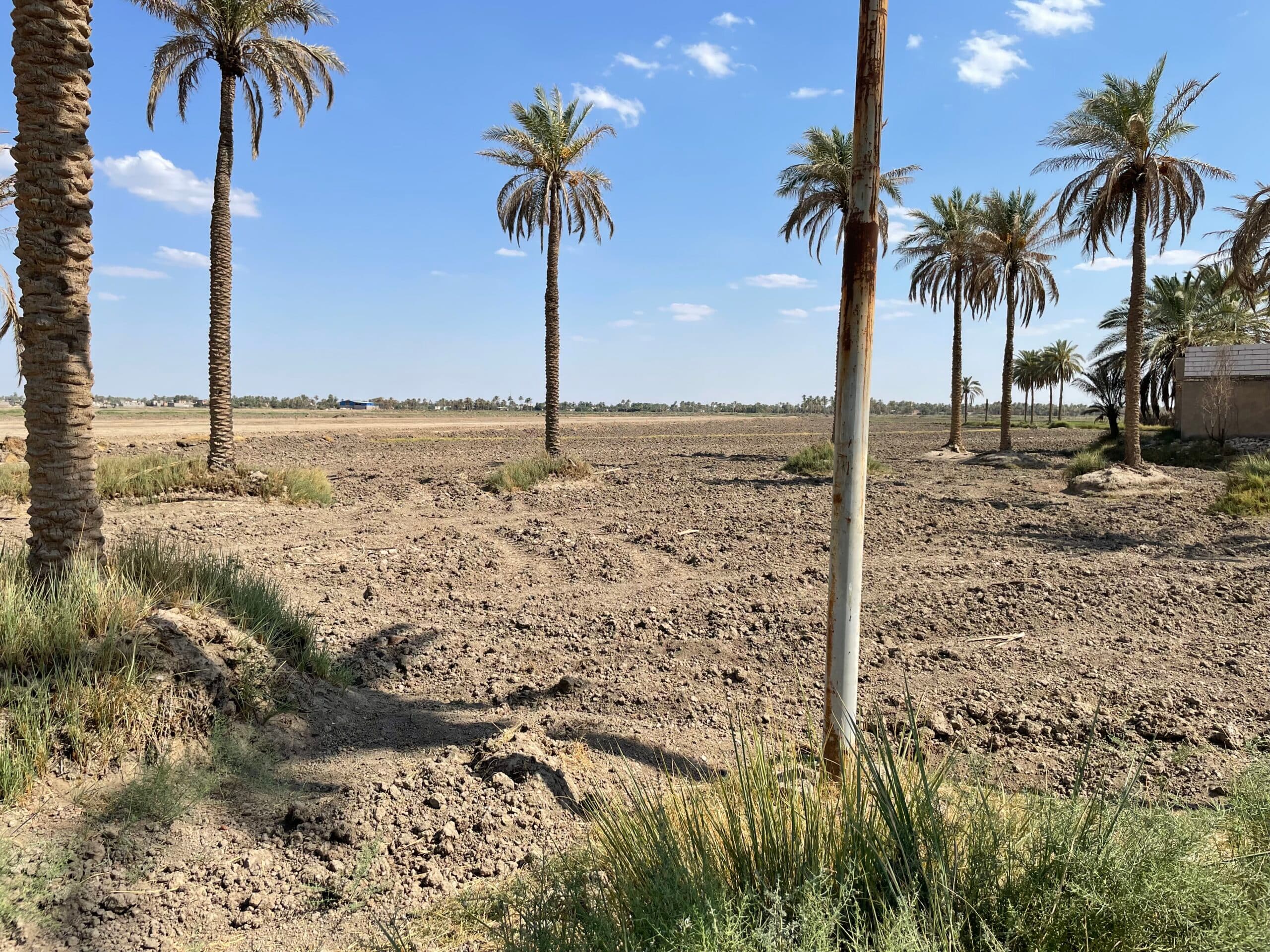 A dry, barren field with several tall palm trees and sparse patches of grass under a blue sky with a few clouds.