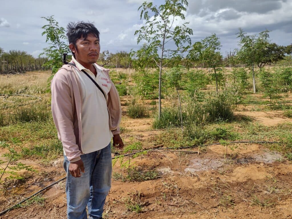 A man wearing a pink jacket and jeans stands in a young tree plantation with a cloudy sky overhead.