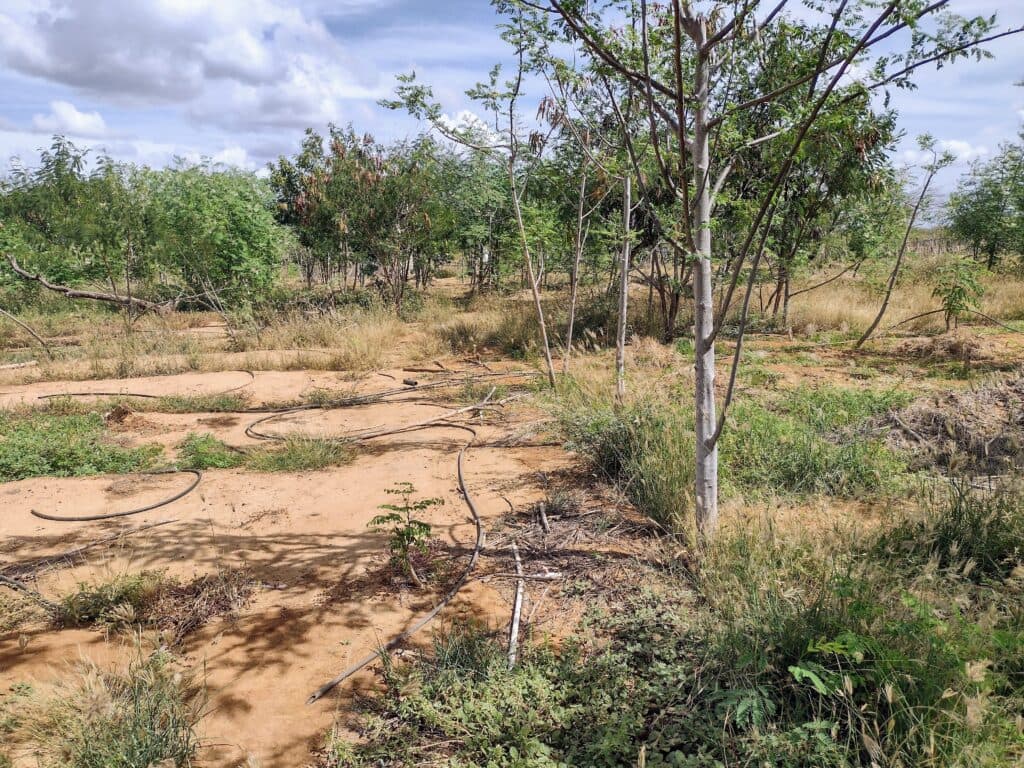 A semi-arid landscape with young trees and sparse vegetation, featuring dry, sandy soil and sparse grass under a partly cloudy sky.