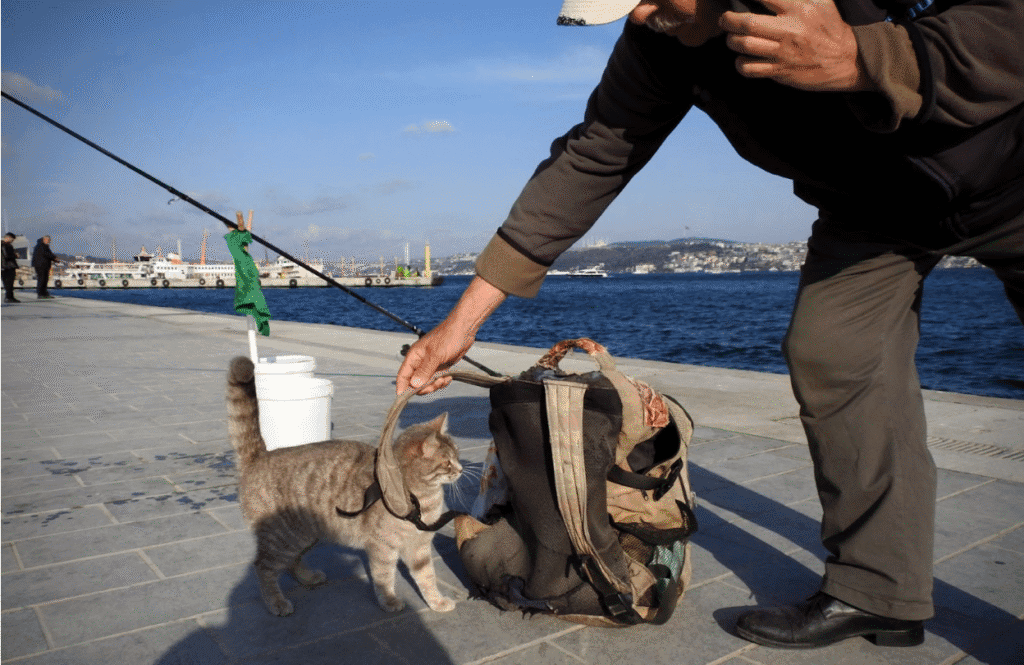 A person wearing a hat and jacket bends down to pet a gray-striped cat standing near a worn backpack on a paved path by a body of water. In the background, ships are docked along a marina with a cityscape visible across the water.