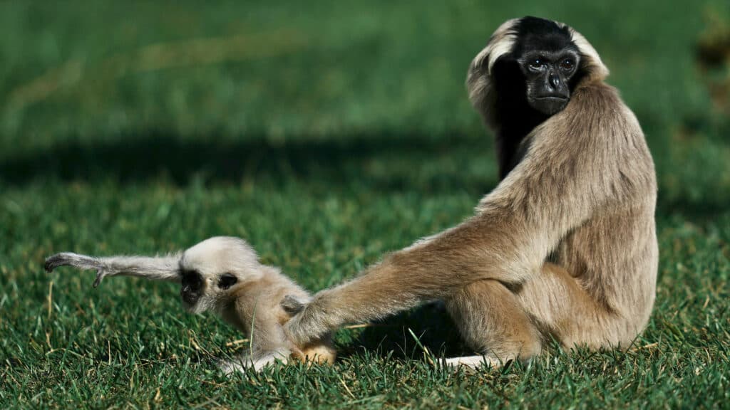 A mother gibbon sits on grass while holding onto her baby, who is reaching out with one arm.