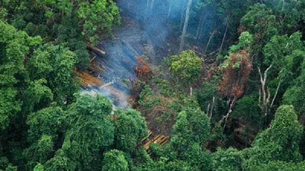 Aerial view of a rainforest with a section of deforested land, where trees have been cut down and smoke is visible, surrounded by dense green foliage.
