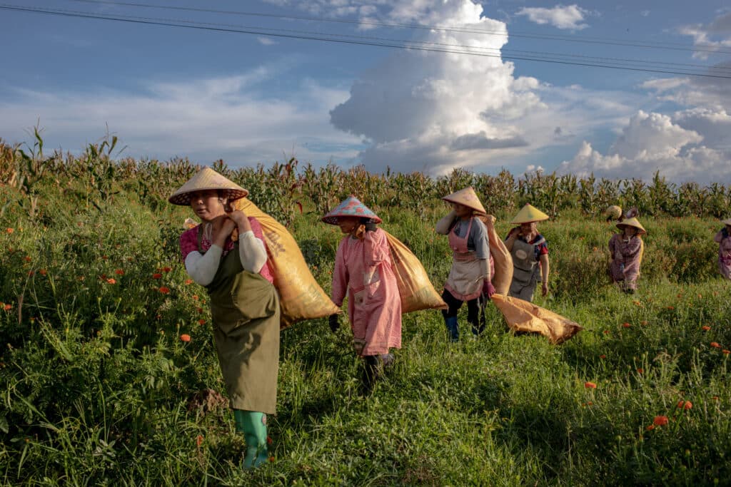 Workers in straw hats carry large sacks through a lush field with clouds and corn plants in the background.