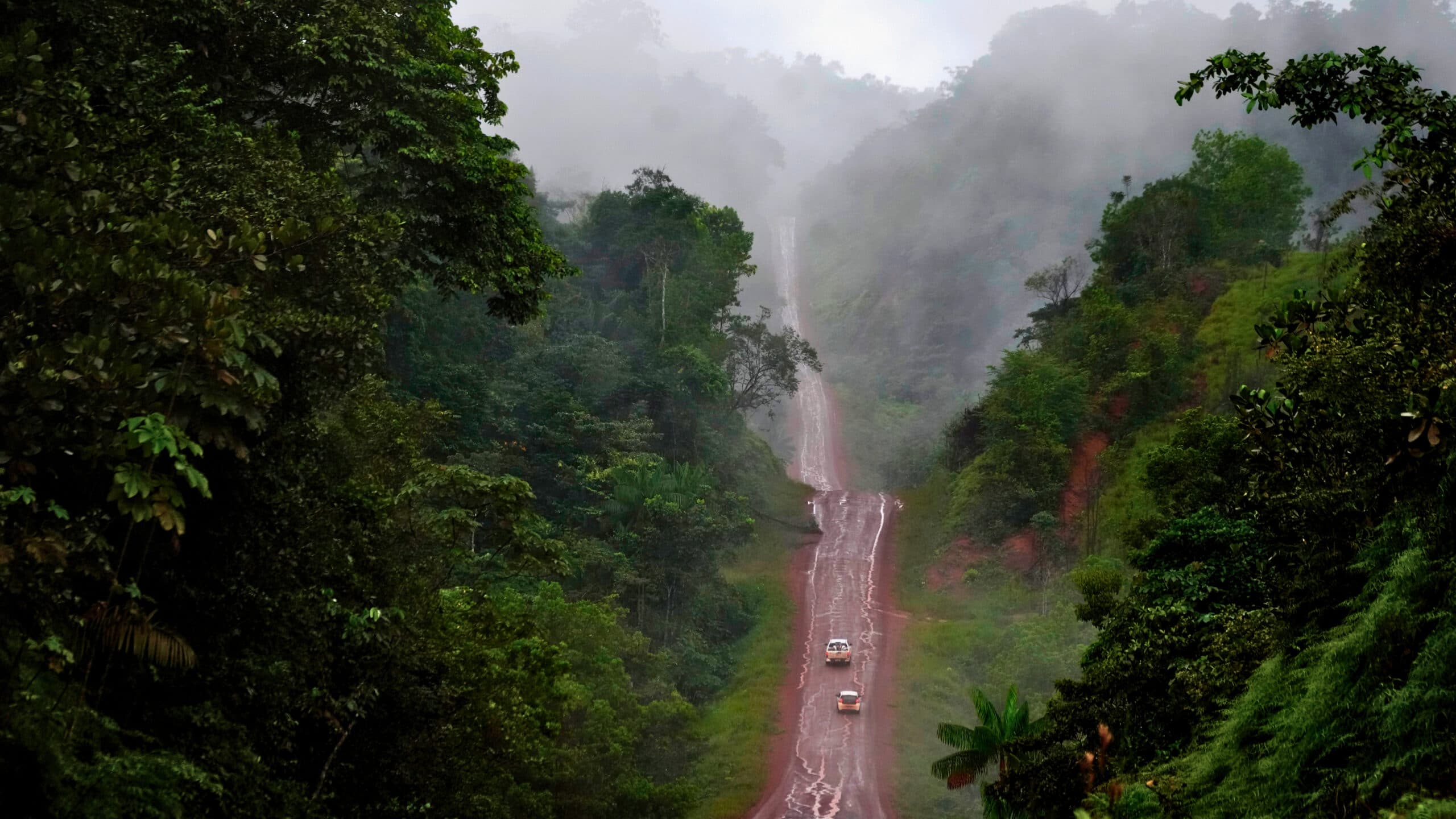 Cars drive along a winding, misty road surrounded by lush green rainforest.