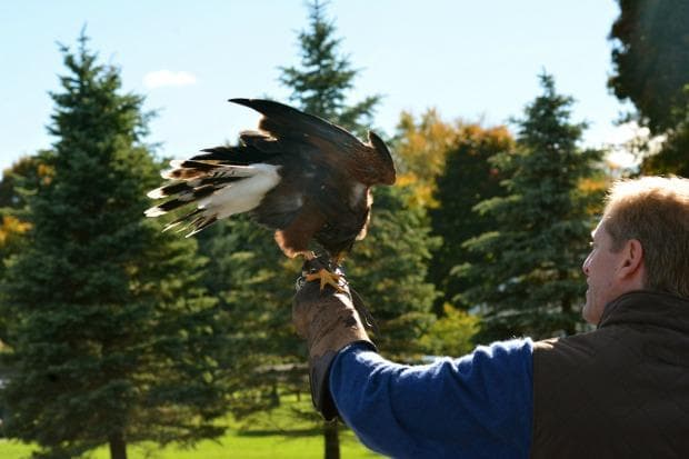 Producer Sarah Montague followed John Schwartz and Choco, a Harris' Hawk