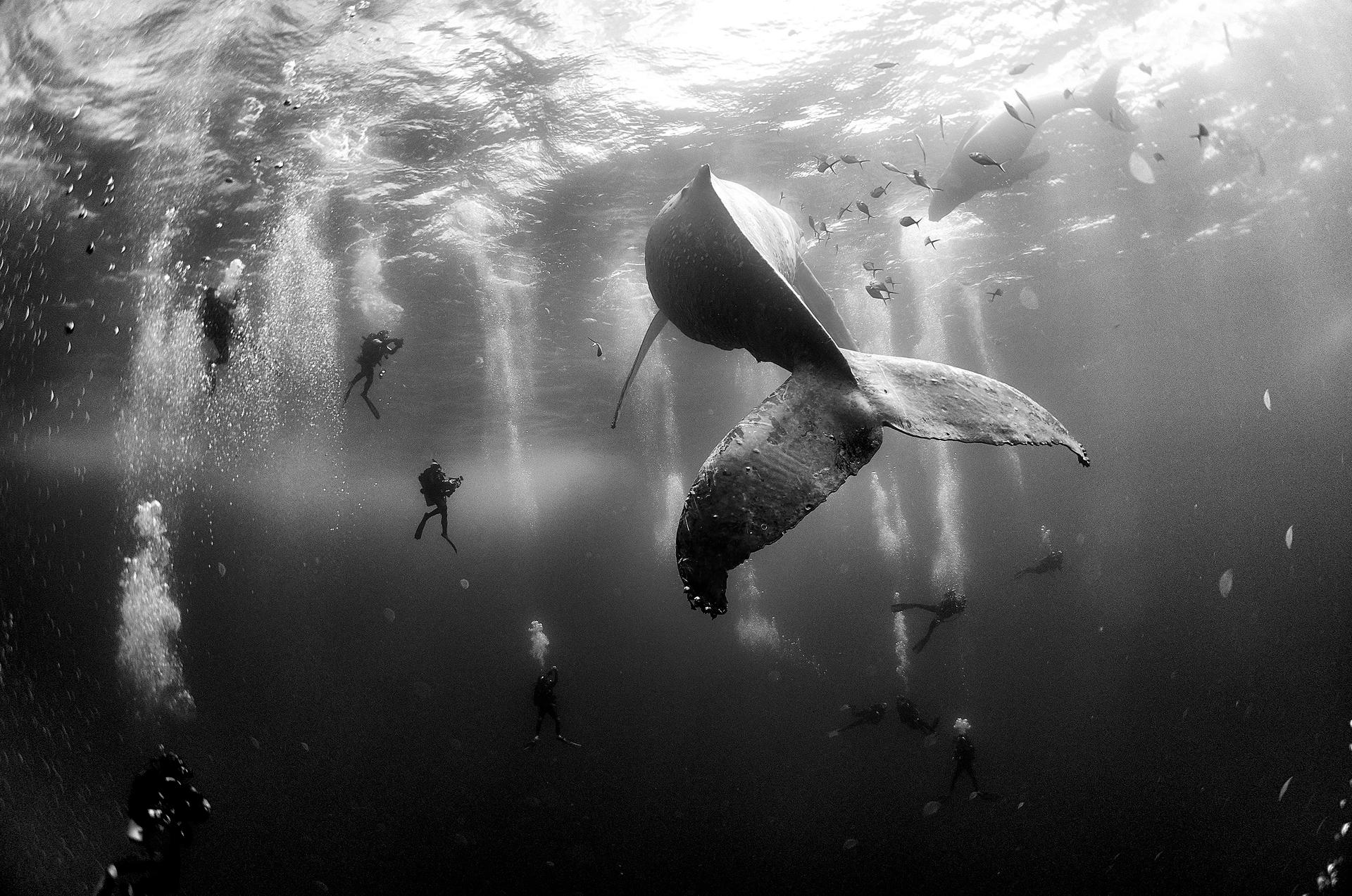 Divers observe and surround a humpback whale and her newborn calf whilst they swim around Roca Partida in the Revillagigedo Islands, Mexico, 28 January 2015.