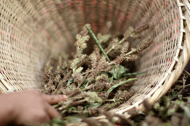 seed farmers 7