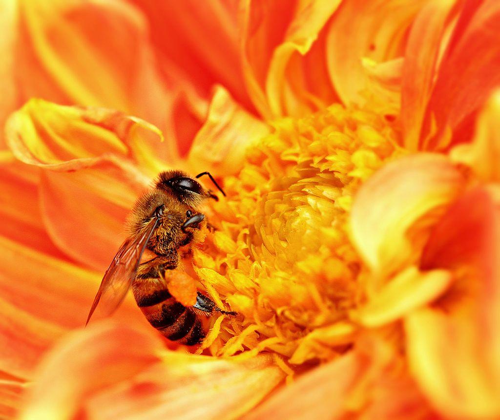 A honeybee takes nectar from a flower in Tanzania, while pollen attaches to its body.