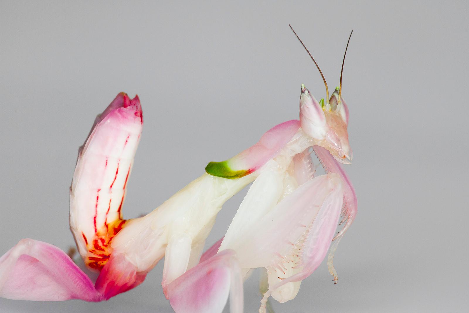 juvenile orchid mantis