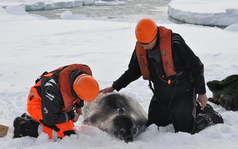 Researchers work on a seal