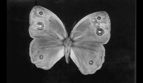 A mechanically modified butterfly