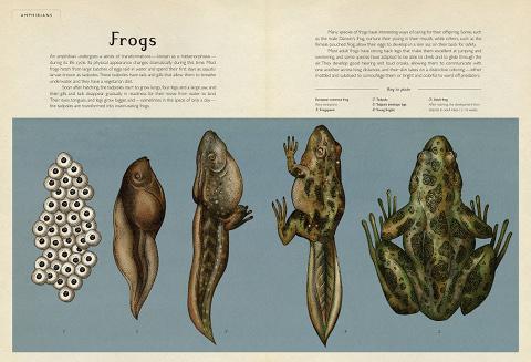 Metamorphosis of the common European frog