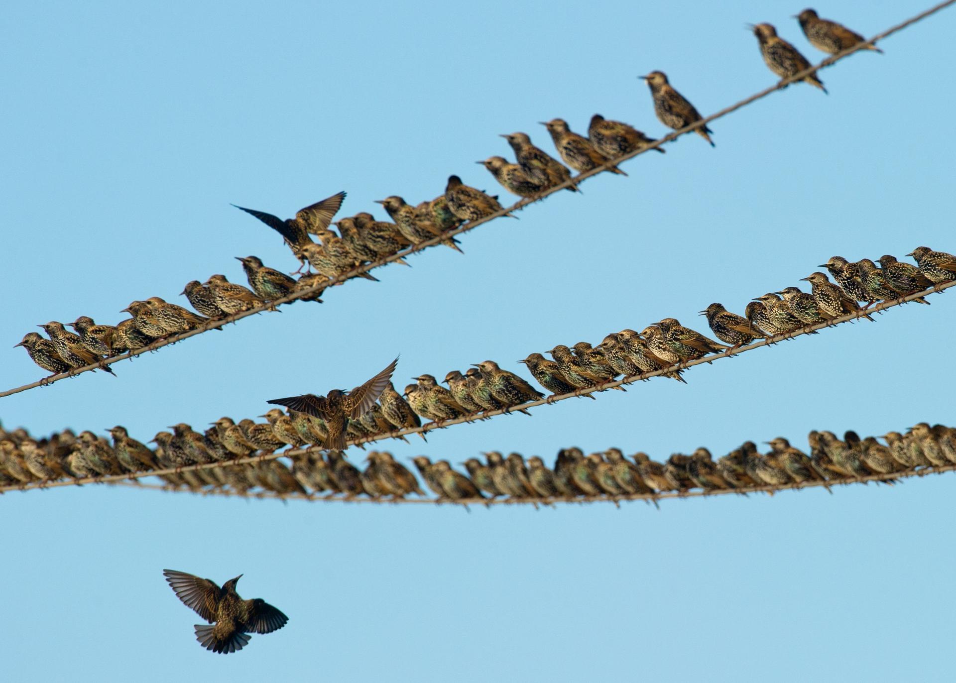 Когда прилетают ласточки весной. Миграция Скворцов. Стая Скворцов. Ласточки улетают. Стайка птиц.
