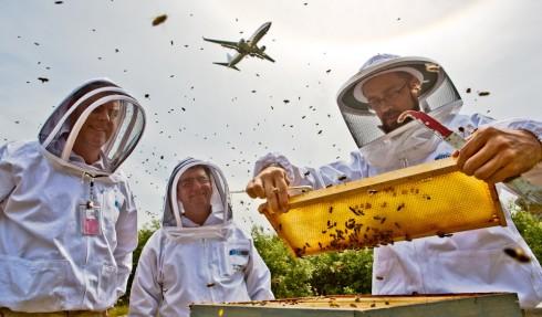 Sea-Tac beekeepers