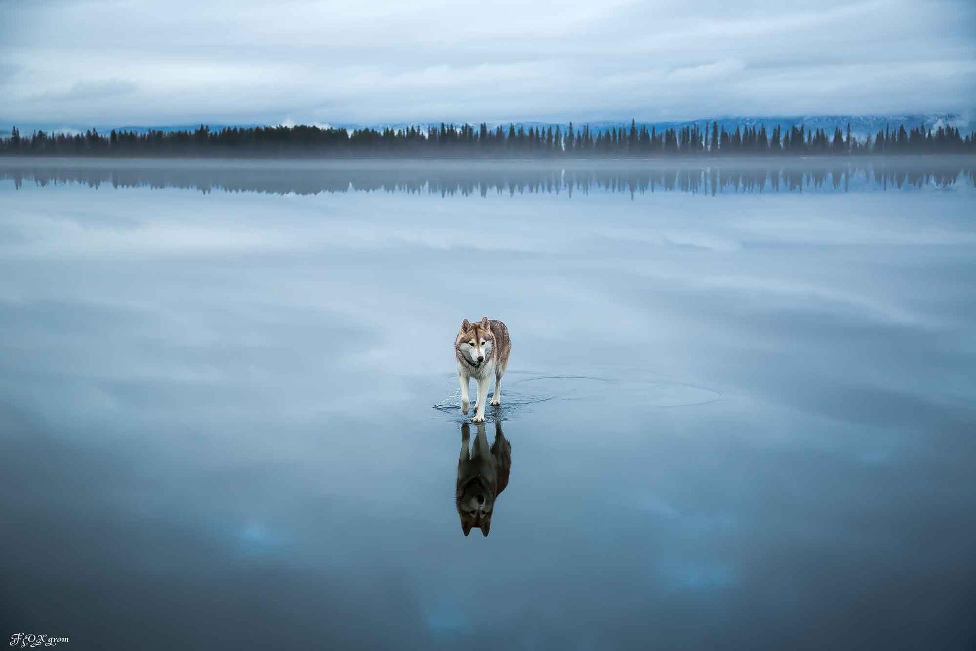 Russian photographer Fox Grom's Siberian Huskies walking on a frozen lake near Kirovsk.