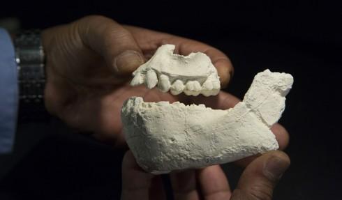 Casts of the jaws of Australopithecus deyiremeda