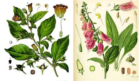 Drawings of Atropa belladonna and Digitalis purpurea. Via Köhler's Medicinal Plants/Wikimedia