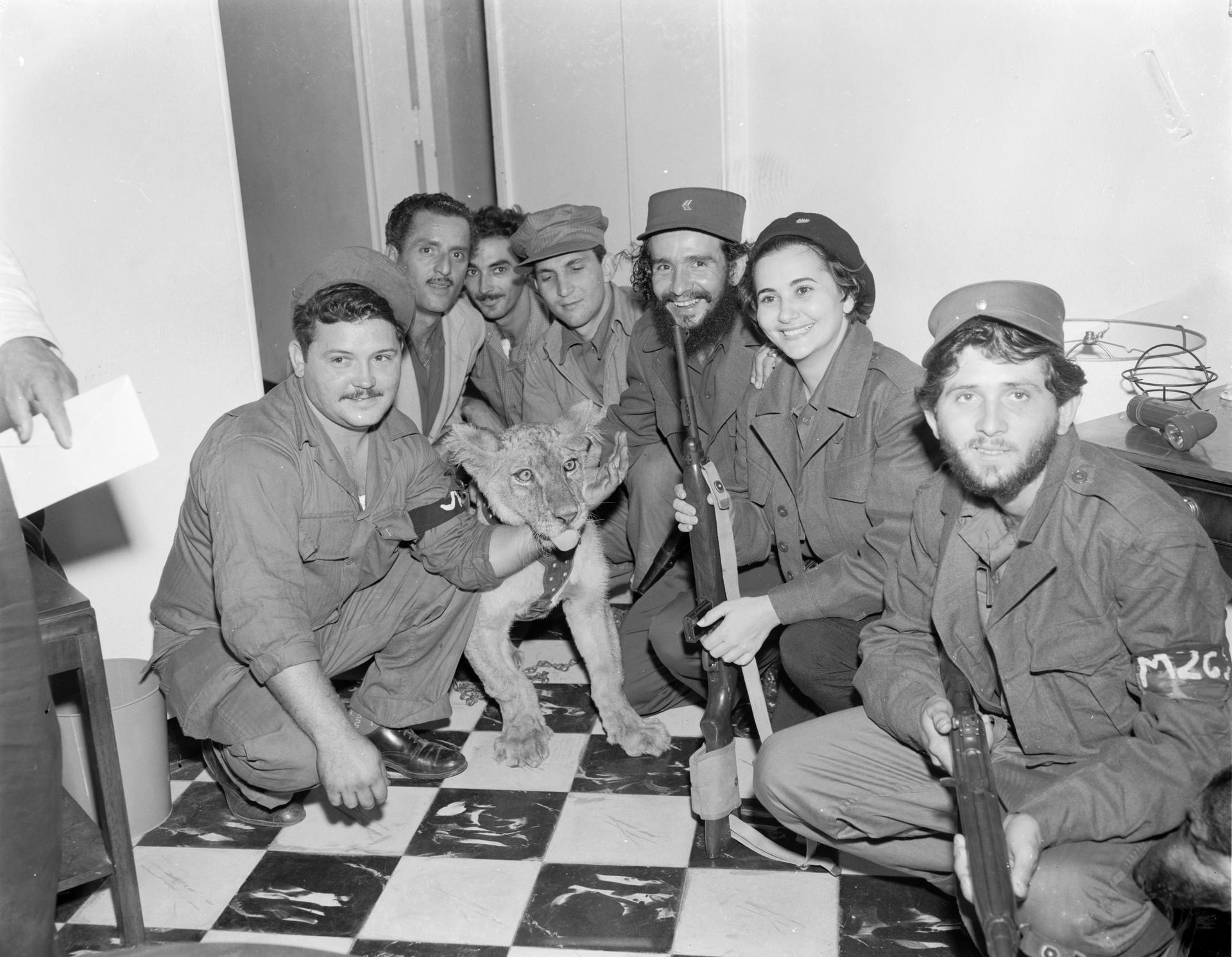 January 1959 - Havana, Cuba - Several soldiers and a guerrilla gather around a lion cub that was found in the house of a prison official.