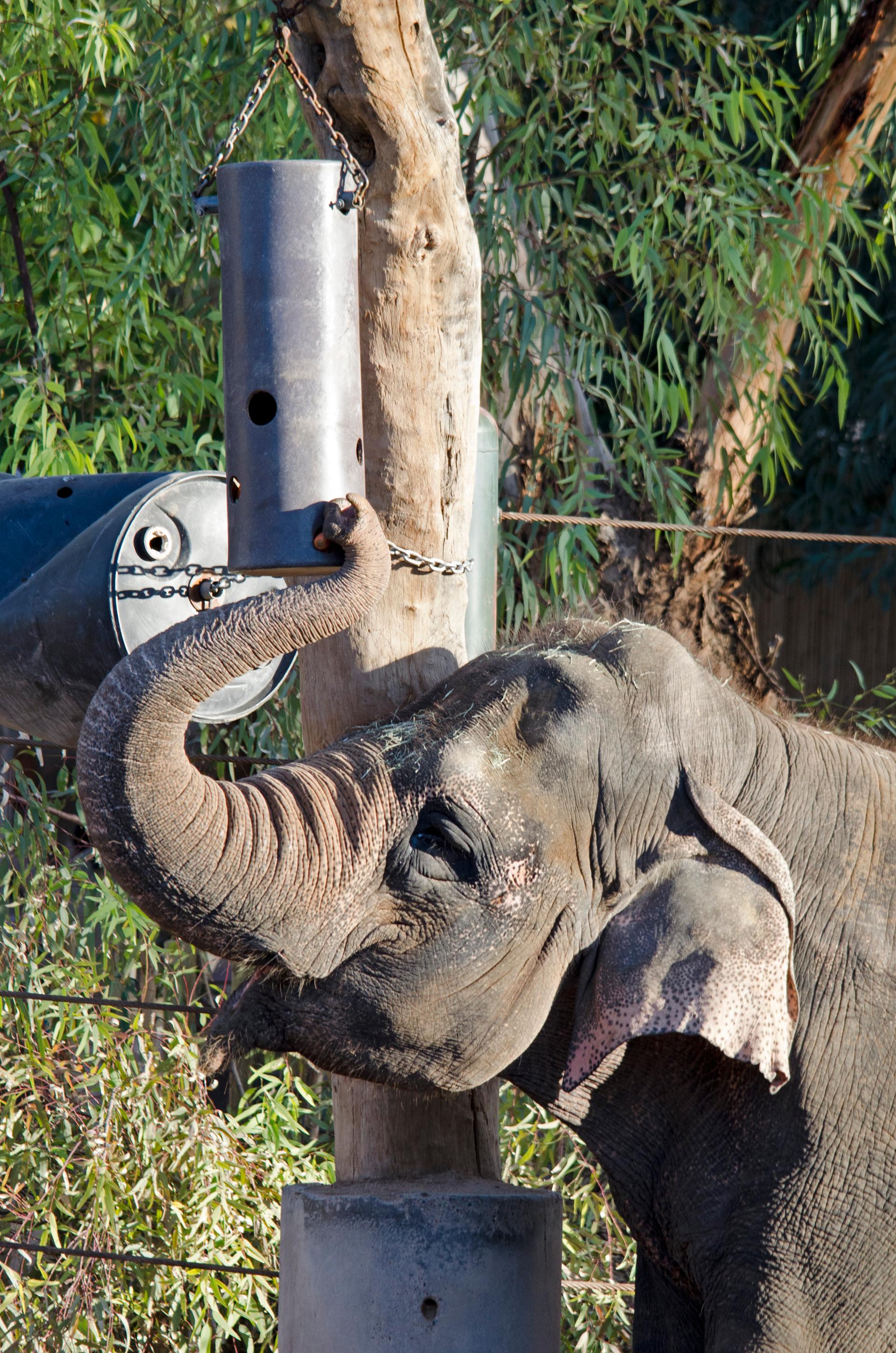 An elephant at the Phoenix Zoo getting a snack from a puzzle feeder.