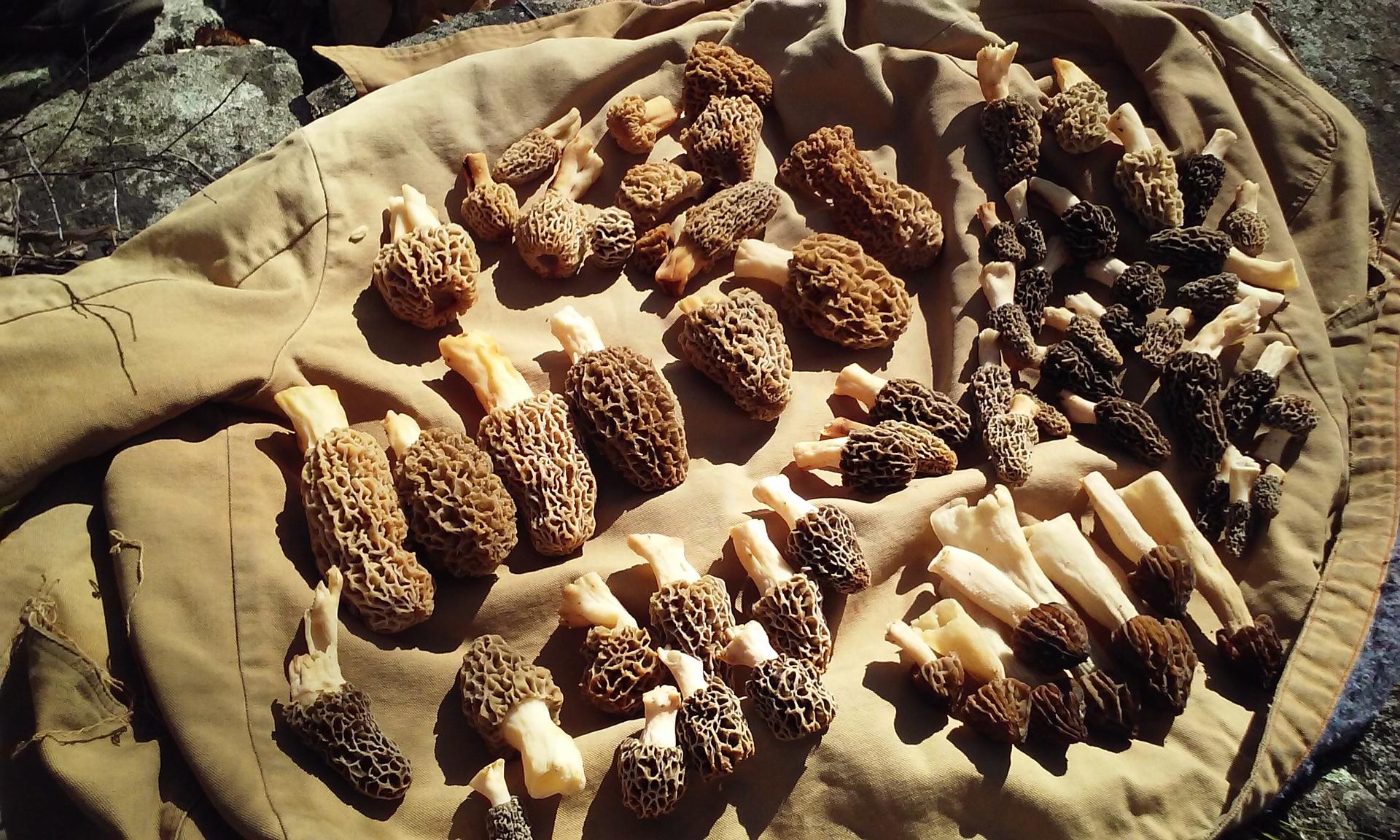 A collection of morel mushrooms. Photo by Christie Taylor