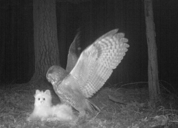 rchers planted this camera trap (complete with robotic toy cat) in order to study what local species prey on cats. Here, a great horned owl takes the bait. The cat was found not far away, mostly intact, suggesting that the owl probably discovered the ruse