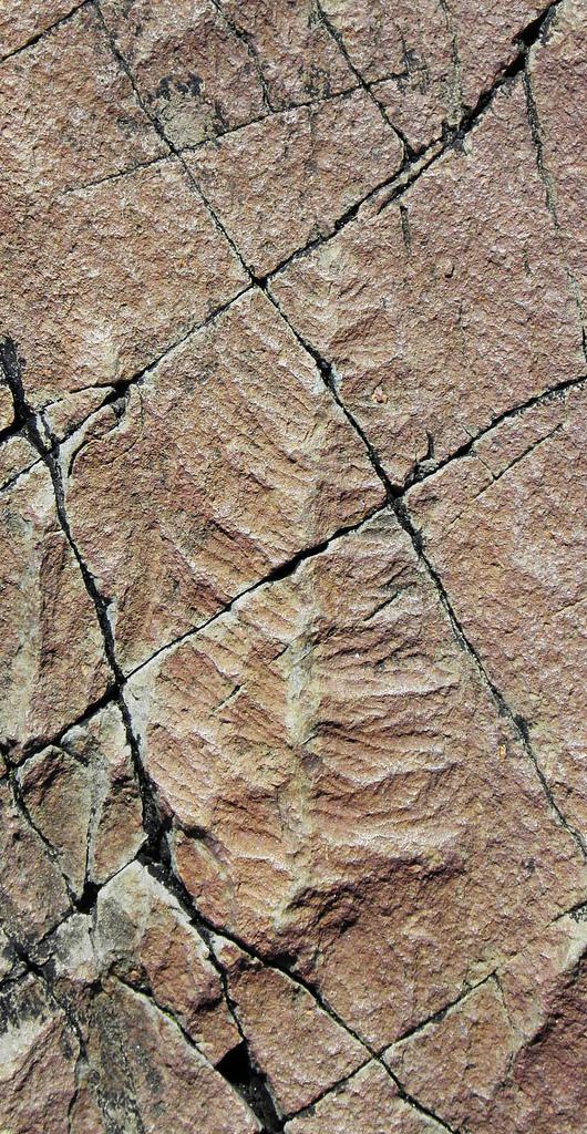 Fractofusus misrai, an Ediacaran fossil at Mistaken Point, Newfoundland