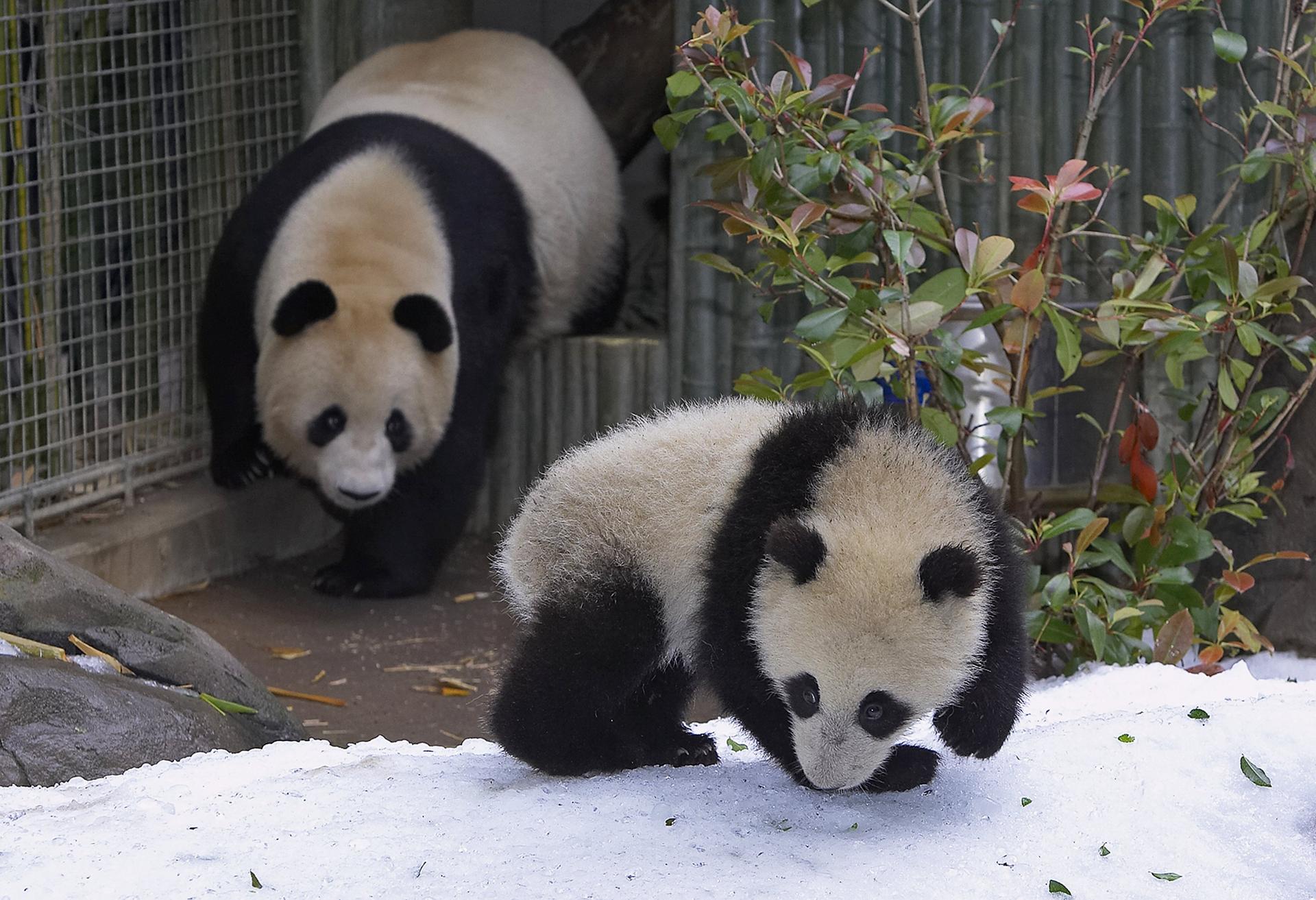 Панда живет в зоопарке. Зоопарк Сан Диего панды. Панда в Московском зоопарке. Панда Диндин из Московского зоопарка. Большая Панда в Московском зоопарке.