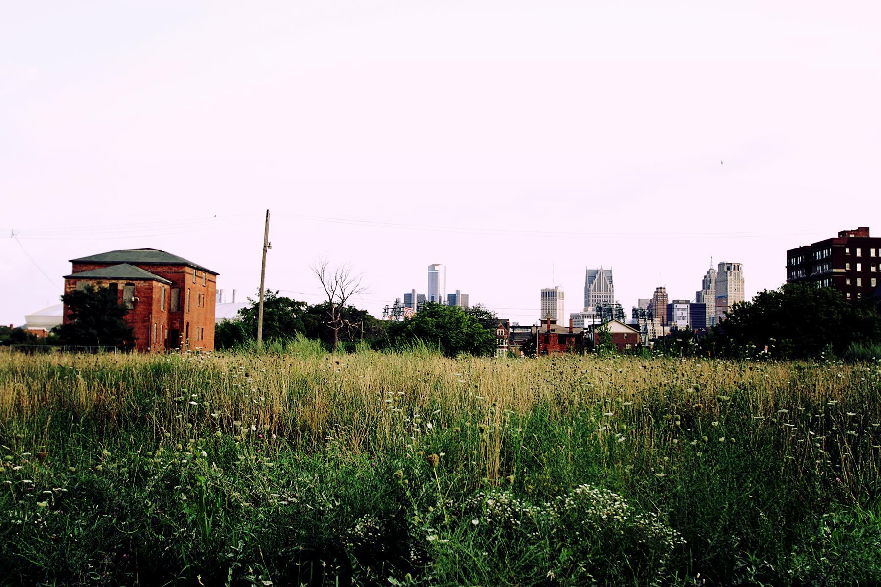 Grass on an empty lot, with city skyline in the background