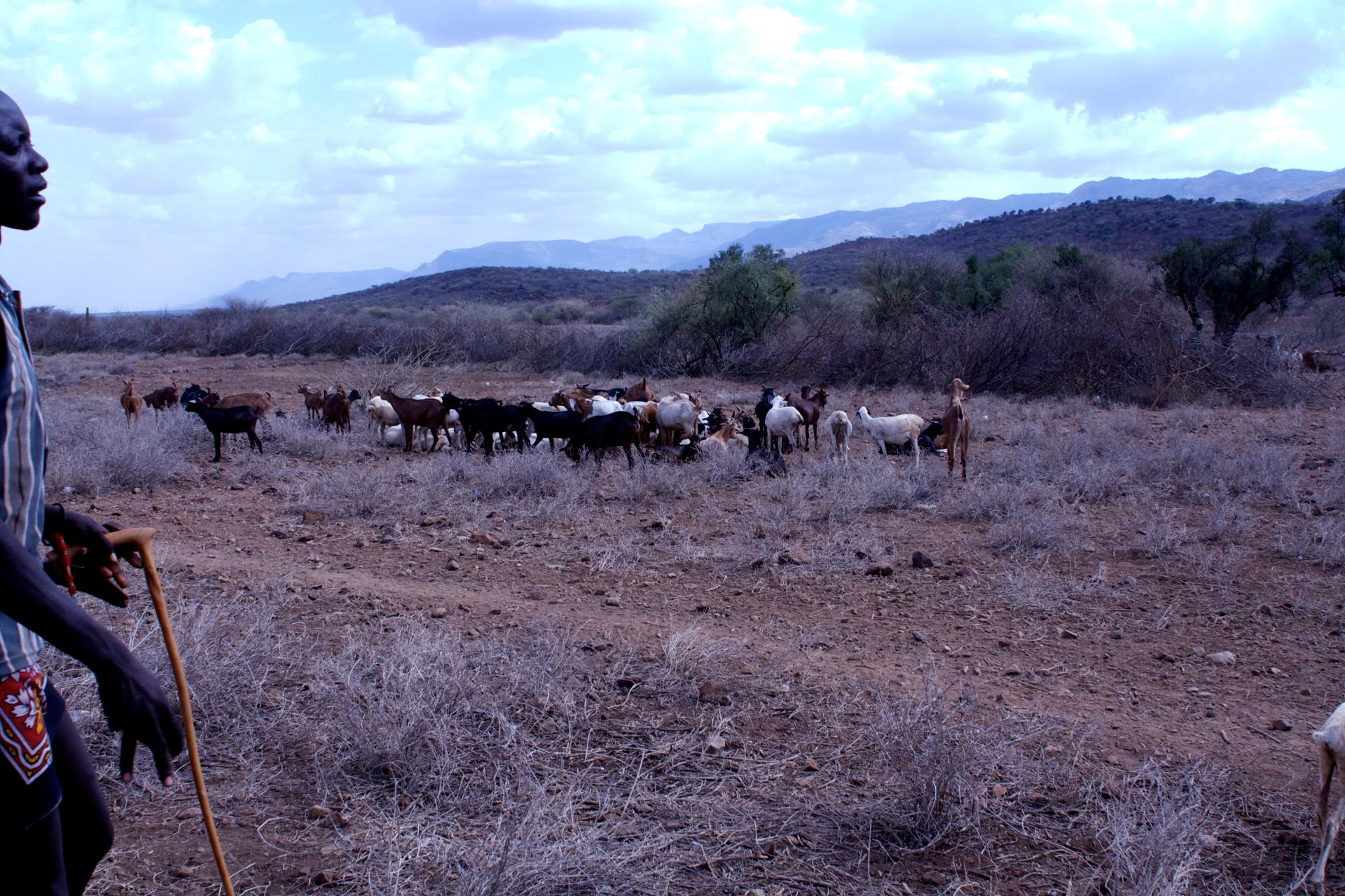 A Turkana man tends to his herd.