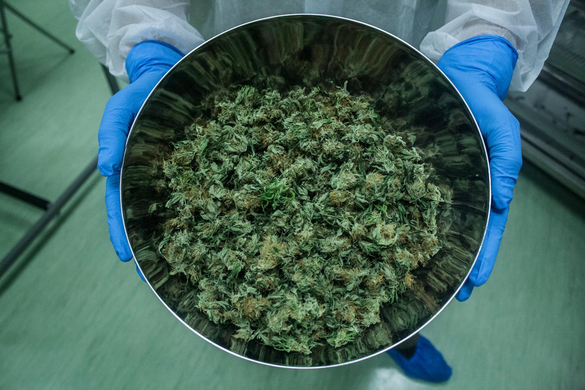 A bowl containing the army's first batch of carefully cut marijuana flowers. Before they reach Italian pharmacies, they'll be sterilized with gamma rays and packaged in jars of 5 grams.