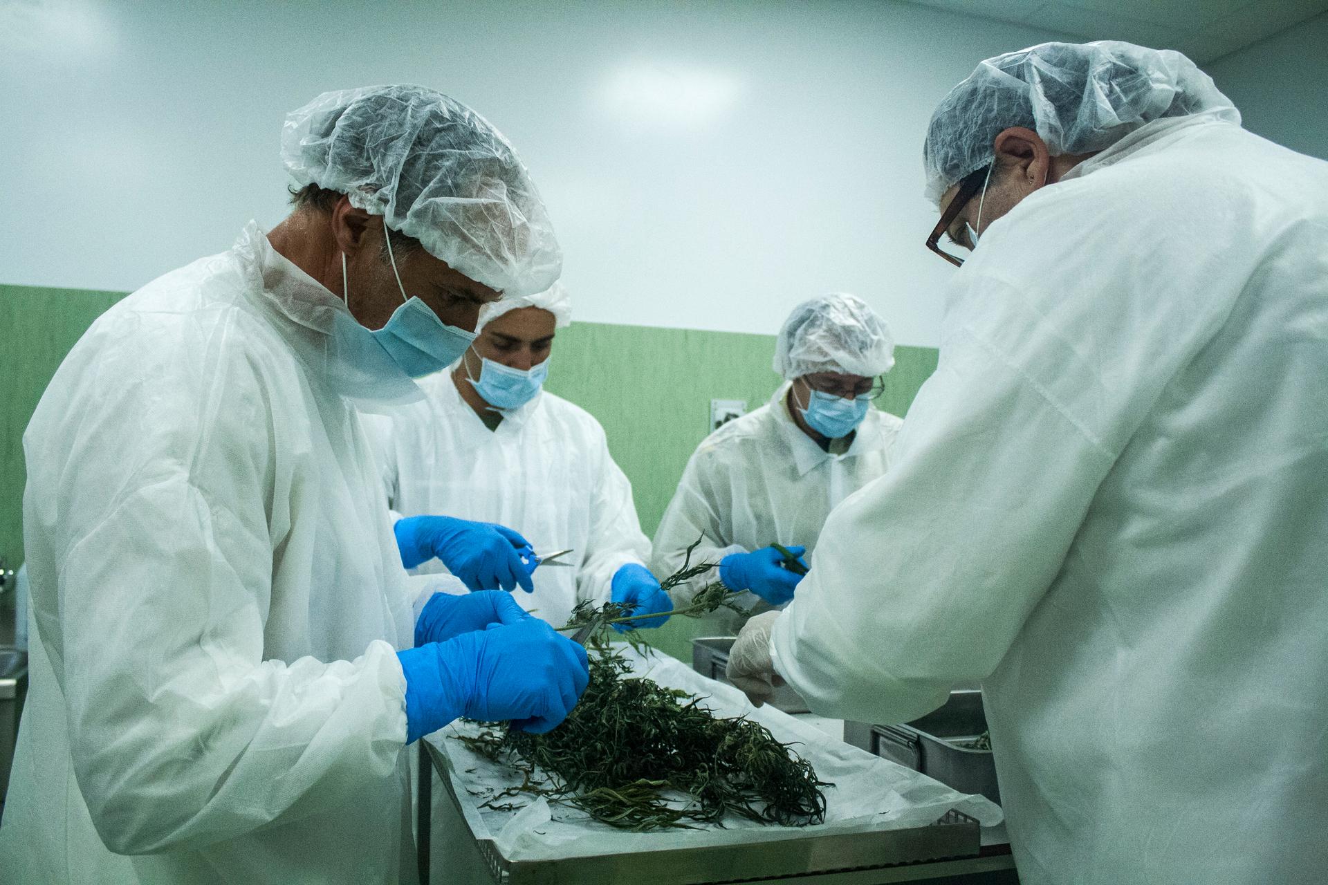 Italian army scientists work inside the army’s pharmaceutical facility at a highly guarded base in Florence, where they've taken on the production of marijuana.