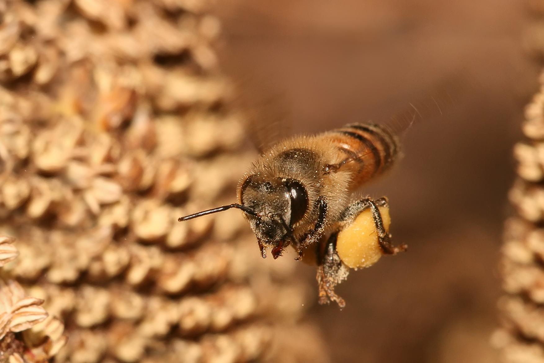 A European honey bee carries pollen back to its hive.