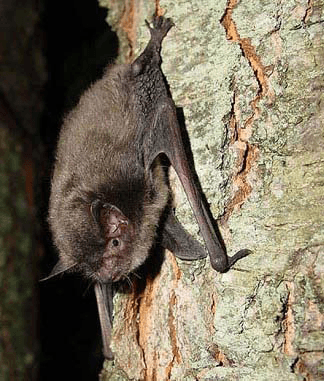 Indiana bat