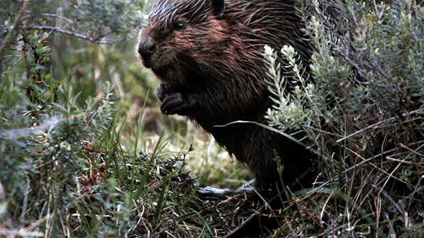 An image of a Patagonia beaver taken from a video by Motherboard.