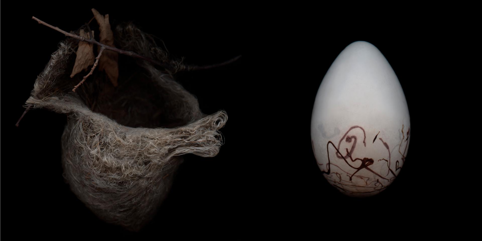 Baltimore oriole nest